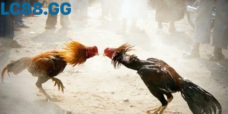 Đá gà Sv388: Trải nghiệm hệ thống thi đấu hiện đại nhất Trực tiếp Đá gà Sv388 tại LC88